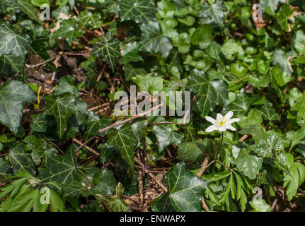 Anemone Blumen umgeben von grünen Efeublätter Stockfoto