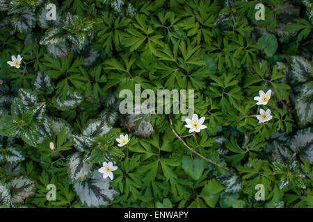 Anemone Blumen umgeben von grünen Blättern in einem Garten Stockfoto