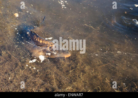 Große Karpfen Fische in einem See in der Nähe der Küste Stockfoto