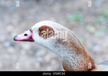 Schuss in den Kopf von einem zuvorkommenden Nilgans Stockfoto