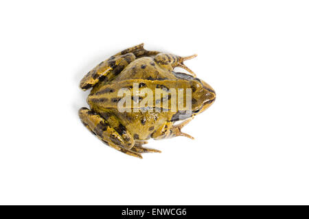 Europäische Grasfrosch, Rana Temporaria, auf weißem Hintergrund Stockfoto