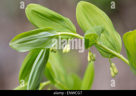 Eckige Salomonssiegel, Polygonatum Odoratum, Yorkshire Stockfoto