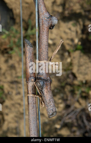 Den Ruhezustand beschnittene Trauben Reben-Weingut Südwesten Frankreichs, Bordeaux Vineyard Stockfoto