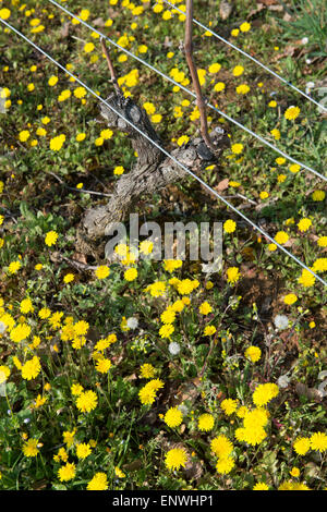 Rebe Triebe im Frühjahr-Weinberg Südwesten Frankreich, Bordeaux-Weinberg Stockfoto