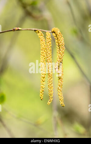Lange Birke Blüte im zeitigen Frühjahr an einem Ast hängen. Stockfoto