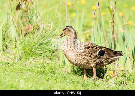 Stockente (Anas Platyrhynchos). Weibchen im Land stehen auf der Wiese wegsehen von Kamera gesehen. Stockfoto