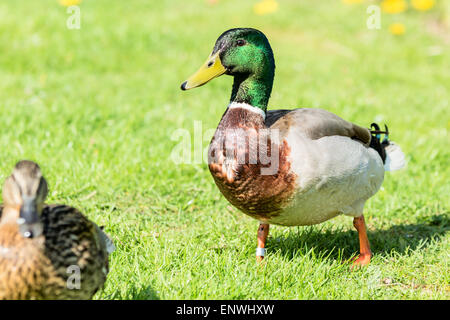 Stockente (Anas Platyrhynchos). Männlich, Drake, jagt ein Weibchen, so dass das Bild scharf. Feine schillernden grünen Kopf. Beringt Stockfoto