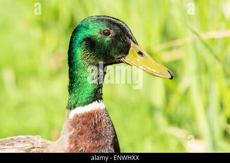 Stockente (Anas Platyrhynchos). Porträt der Mail, Drake, mit einem schönen schillernden grünen Kopf und gelben Schnabel. Stockfoto