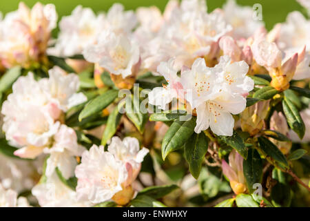 Weiße Rhododendron Strauch in voller Blüte. Flachen Dof, Schwerpunkt Blumen auf der rechten Seite. Stockfoto