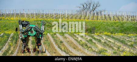 Mann mit einer Maschine Weinberg im Frühling-Weinberg Süd-West Frankreich, Bordeaux Vineyard Pflügen Stockfoto