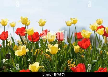 Tulpe Blumen im Garten Stockfoto