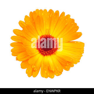Leuchtend gelbe Blüte mit Tau fällt auf Blütenblätter isoliert auf einem weißen Hintergrund. Den genauen Namen einer Pflanze: Calendula Arvensis. Stockfoto