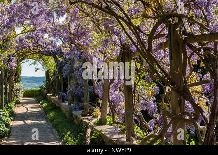 Blauregen-Pergola in voller Blte mit Crazy Pflasterung und Bank  Stockfotografie - Alamy