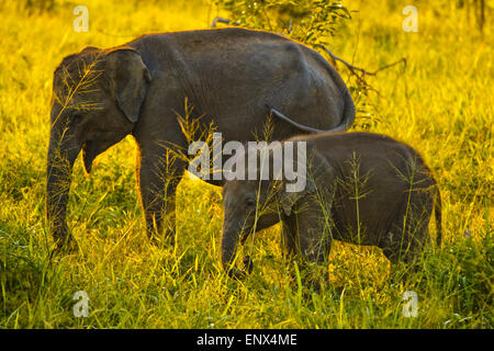 Asiatischer Elefant - Uda Walawe NP, Sri Lanka Stockfoto