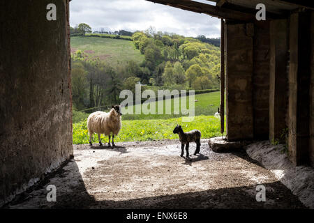 Schaf mit Lamm in pastorale Szene. Hirt, Viehzucht, Devon, ländliche Szene, Herde von Schafen, unbefestigte Straße, Nutztiere, Landwirtschaft, Tiere, Landwirtschaft, cultivati Stockfoto