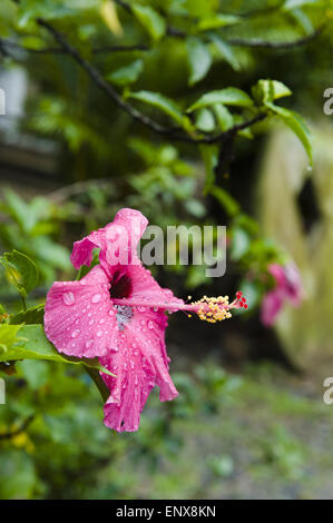 Blume im Regen - Mekong, Vietnam Stockfoto