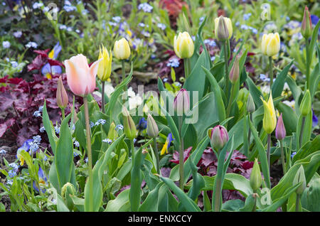 Frühling Blumenbeet mit Stiefmütterchen und Tulpen im Garten kann, Schweden. Stockfoto