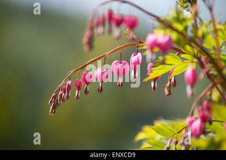 Tränendes Herz, die Blumen (Dicentra) auf eine Busch-Nahaufnahme im Garten können rosa. Stockfoto