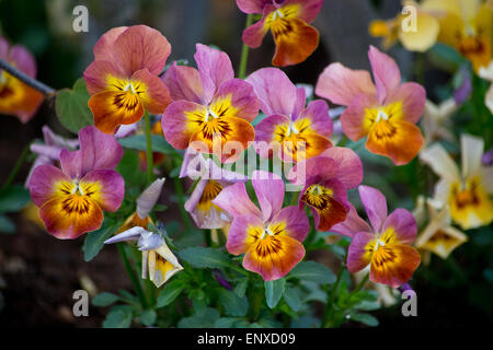 Stiefmütterchen Blüten Nahaufnahme im Topf, Frühling. Stockfoto