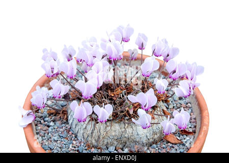 Lila Alpenveilchen-Blüten in Terrakotta-Topf isoliert auf weiss. Stockfoto