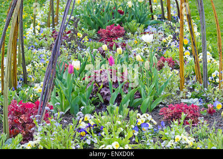 Frühling, das Blumenbeet mit Stiefmütterchen, Vergissmeinnicht und Tulpen im Garten kann, Schweden ziemlich. Stockfoto