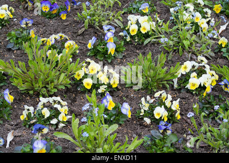 Frühling Blumenbeet mit Stiefmütterchen und Tulpen im Garten kann, Schweden. Stockfoto