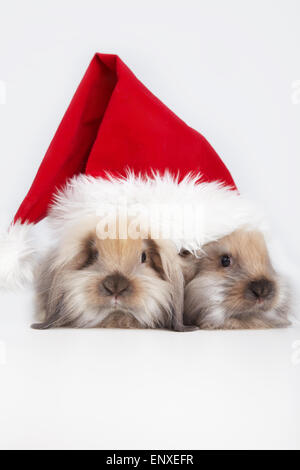 Zwei Kaninchen im Hut des Weihnachtsmannes auf weißem Hintergrund Stockfoto