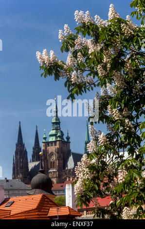 Die Prager Burg Ansicht im Frühjahr, Türme der Kathedrale und blühende Rosskastanie Baum, Tschechische Republik weltweit berühmten Gebäuden Stockfoto