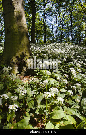 Bärlauch - Teutoburger Wald, Deutschland Stockfoto