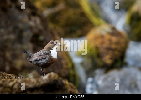 Erwachsenen Wasseramseln (Cinclus Cinclus) Stand auf einem kleinen Fluss in Brecon-Beacons-Nationalpark mit Nahrung für seine jungen. Stockfoto