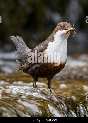 Erwachsenen Wasseramseln (Cinclus Cinclus) Stand auf einem kleinen Fluss in Brecon-Beacons-Nationalpark mit Nahrung für seine jungen. Stockfoto