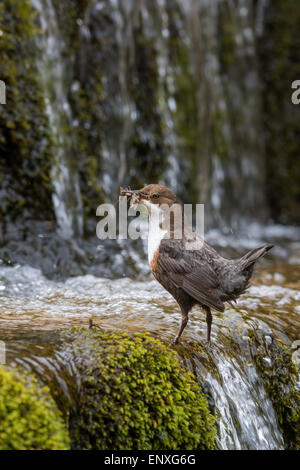 Erwachsenen Wasseramseln (Cinclus Cinclus) Stand auf einem kleinen Fluss in Brecon-Beacons-Nationalpark mit Nahrung für seine jungen. Stockfoto