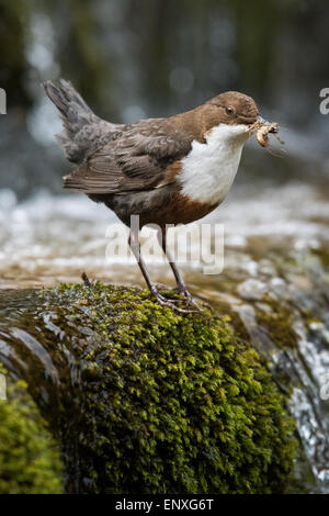 Erwachsenen Wasseramseln (Cinclus Cinclus) Stand auf einem kleinen Fluss in Brecon-Beacons-Nationalpark mit Nahrung für seine jungen. Stockfoto