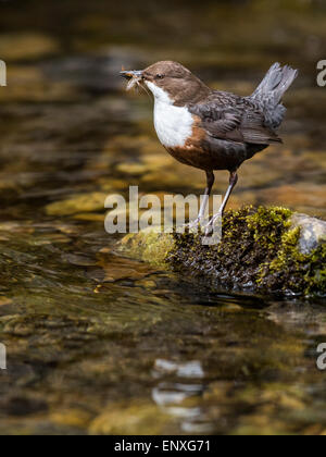 Erwachsenen Wasseramseln (Cinclus Cinclus) Stand auf einem kleinen Fluss in Brecon-Beacons-Nationalpark mit Nahrung für seine jungen. Stockfoto