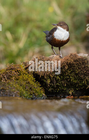 Erwachsenen Wasseramseln (Cinclus Cinclus) Stand auf einem kleinen Fluss in Brecon-Beacons-Nationalpark mit Nahrung für seine jungen. Stockfoto