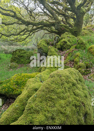 Ty Canol alten Eiche Waldland in Pembrokeshire, Wales Stockfoto
