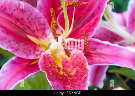 Stargazer Lilien oder Lilium Stargazer in einen Blumenstrauß mit selektiven Fokus auf die Staubblätter Stockfoto