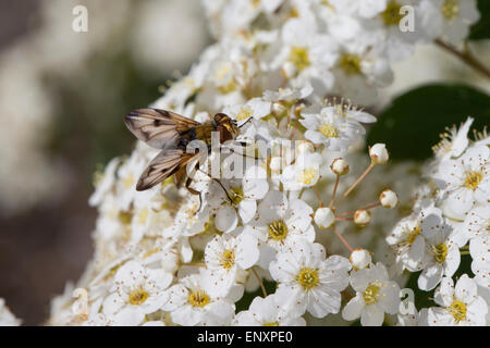 Tachinid Fly, Männlich, Tachina Fly, Breitflüglige Raupenfliege, Männchen, Blütenbesuch, Ectophasia Crassipennis, Tachinidae Stockfoto