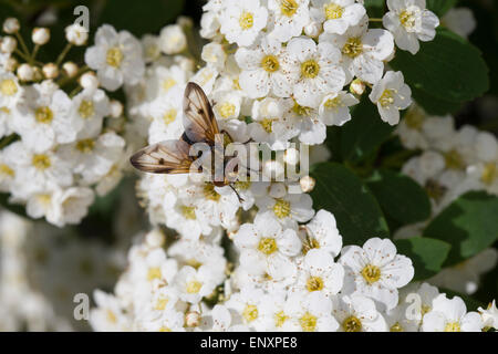 Tachinid Fly, Männlich, Tachina Fly, Breitflüglige Raupenfliege, Männchen, Blütenbesuch, Ectophasia Crassipennis, Tachinidae Stockfoto