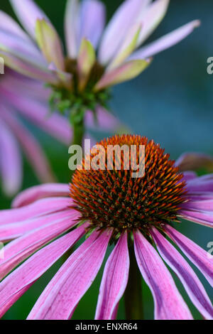 Echinacea-Sonnenhut Stockfoto