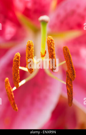 Stargazer Lilien oder Lilium Stargazer mit selektiven Fokus auf die Staubblätter Stockfoto