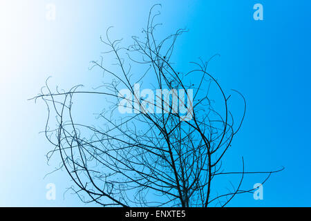 Getrocknete Baum am blauen Himmel Stockfoto