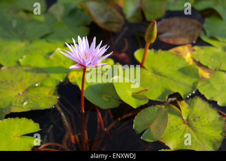 Rosa Lotusblume im pool Stockfoto