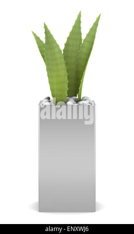 Aloe-Pflanze im Topf, die isoliert auf weißem Hintergrund Stockfoto
