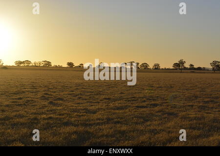 Australischen Sonnenuntergang, goldene Felder, klare Himmel, Grass Ländereien, Sonnenuntergang, Gold. Stockfoto