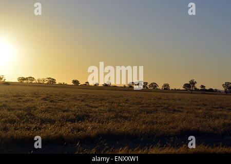 Australischen Sonnenuntergang, goldene Felder, klare Himmel, Grass Ländereien, Sonnenuntergang, Gold. Stockfoto