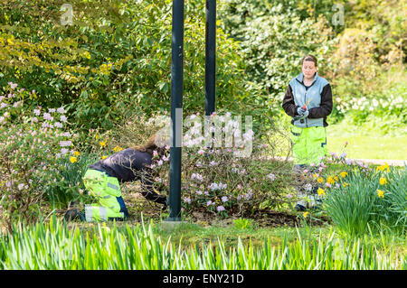 Ronneby, Schweden - 11. Mai 2015: Zwei unbekannte weibliche Gärtner besuchen einen blühenden Rhododendron im öffentlichen Park. Der Frühling ist eine arbeitsreiche Zeit für Gärtner. Stockfoto