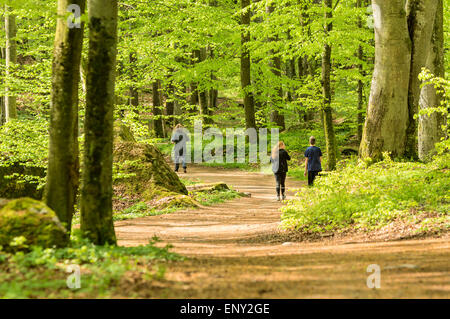 Ronneby, Schweden - 11. Mai 2015: Drei unbekannte Personen gehen und laufen durch lebhaft grünen Buchenwald. Personen von hinten gesehen. Übung im Wald ist sehr beliebt und gesund. Stockfoto