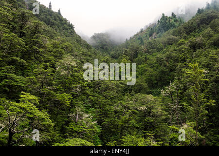 Nebel und Wolken über dem Wald in Hanmer Springs, Neuseeland. Stockfoto