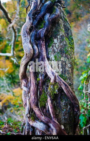 Englisch Efeu (Hedera Helix) Reben verwurzelt in der Rinde von Sturm